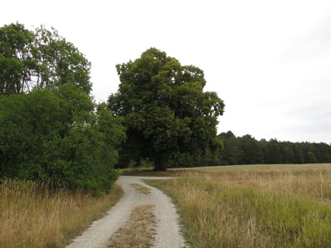 Hiking trail near the large-leaved linden at the Vorwerk Drackendorf of the Lobdeburg on the plateau Wöllmisse in Jena, Thuringia, Germany