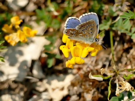 Adonis blue on horseshoe vetch