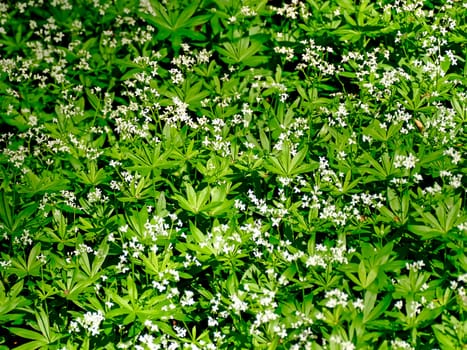 woodruff medicinal plants with flower