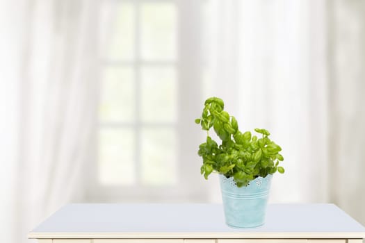Hello spring concept. Compostion of fresh green basil herb in a blue metal pot on sunny kitchen table with view on a abstract blurred curtain background. Space for your design.