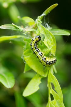 boxwood borer (Cydalima perspectalis), grass leaf roller