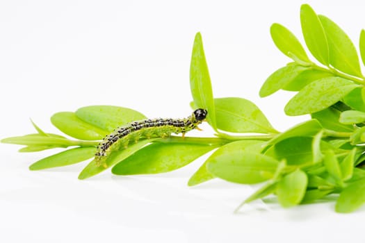 boxwood borer (Cydalima perspectalis), grass leaf roller