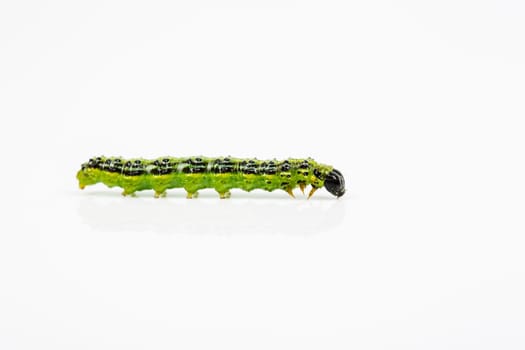 boxwood borer (Cydalima perspectalis), grass leaf roller