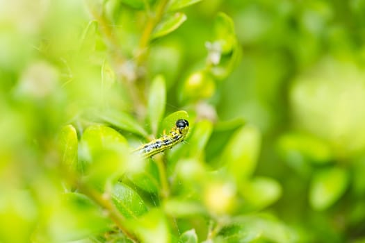 boxwood borer (Cydalima perspectalis), grass leaf roller