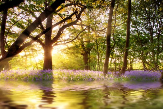 Pond in bluebell forest with sunrise reflection at dawn. Woodland landscape in spring with wild purpoe flowers and water