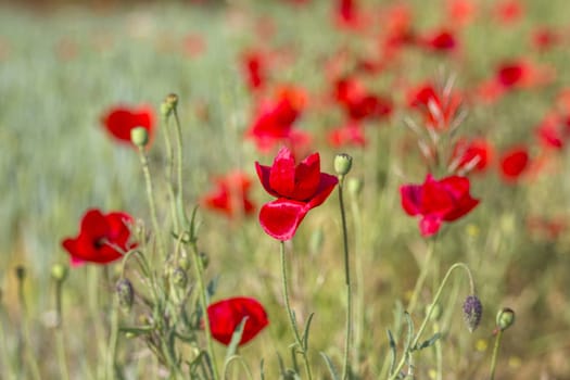 wild poppy flowers - soft focus