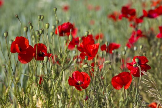 wild poppy flowers - close up