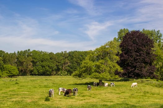 German countryside landscape, Lower Rhine Region