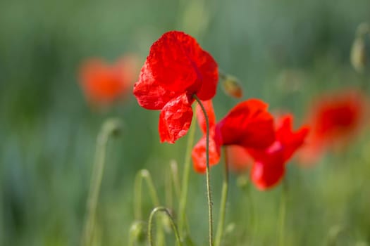 wild poppy flowers - soft focus