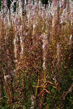 Plants on field  in mountains