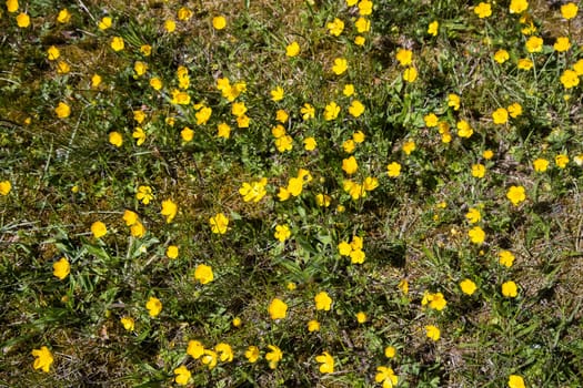 Yellow small buttercups in a spring meadow top view