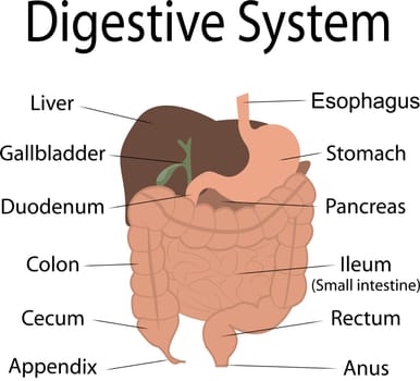 Digestive system in human body vector infographics chart with organ names.