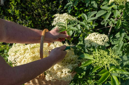 Fresh elderberry blossoms are cut from the elderberry bush with garden shears to make elderberry flower syrup, jelly and elderberry flower liqueur