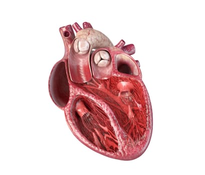 Human heart cross-section, with detailed internal structure. Close-up on white background.