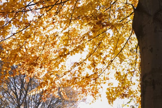 Autumn Park with fallen leaves