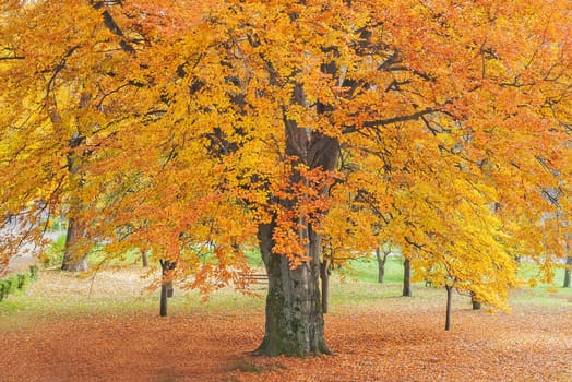 Autumn in park with Beech tree