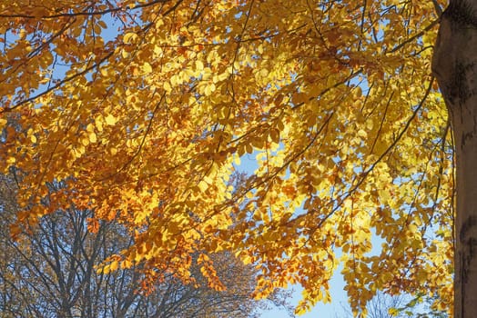 Autumn park with sun rays