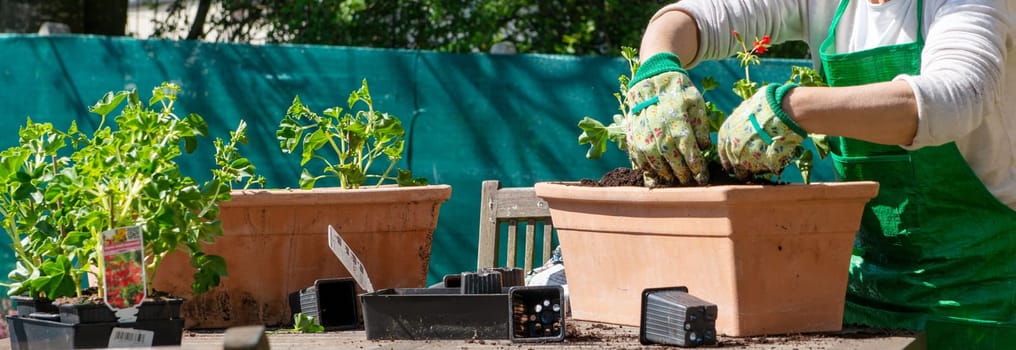 a senior woman potting geranium flowers, outdoors