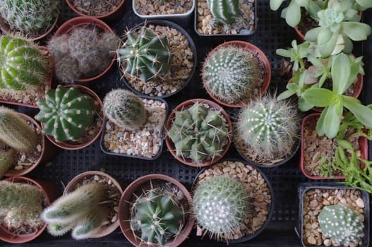 Top view , Collection of various cactus and succulent plants in different pots. space for your text