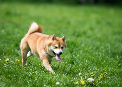 shiba inu dog on grass