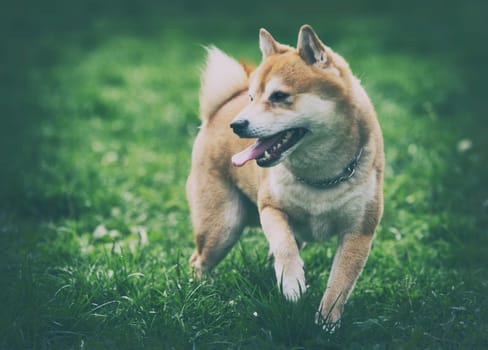 vintage photo of shiba inu dog on grass