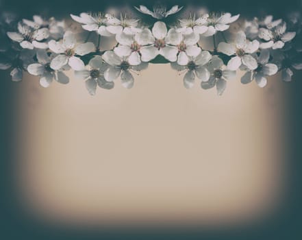 vintage cherry blossoms background