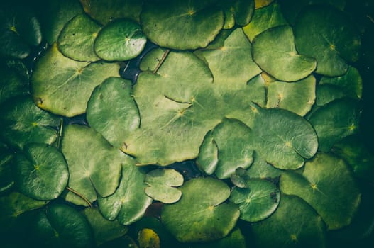 pond scenery background or texture