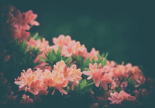 vintage flowers