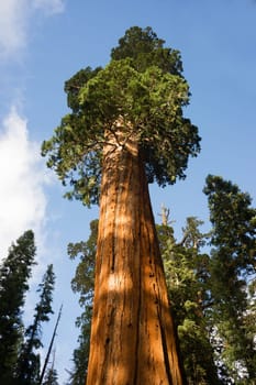 This tree is estimated to be over 2,000 years old