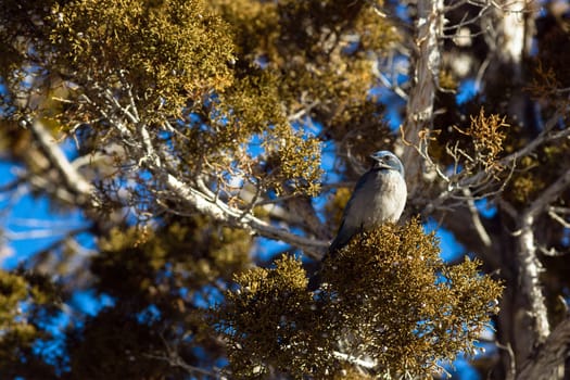 A blue bird hangs out in the picnic area looking for a handout