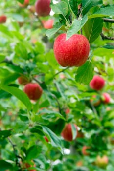 Apples hang in the orchard waiting to ripen