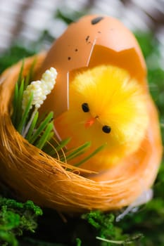 Easter chicks