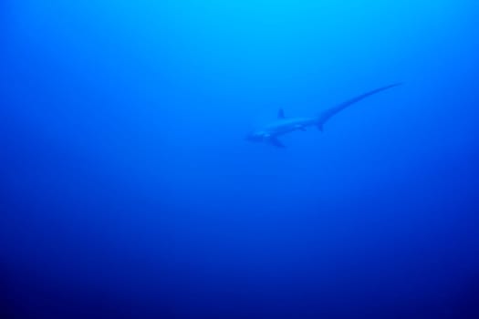 A Thresher shark swimming in the blue waters of the philippines