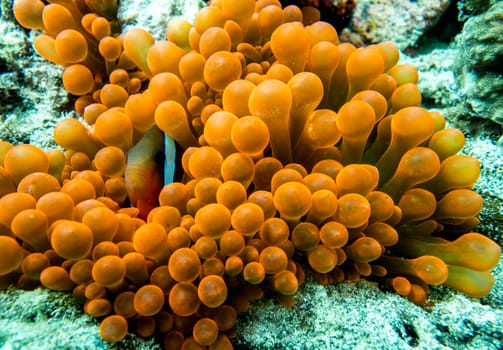 A clownfish hiding in a colorful sea anemone