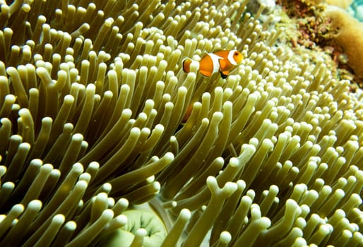 A clown fish swimming above a sea anemone