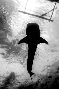 A black and white photo of a whale shark from below