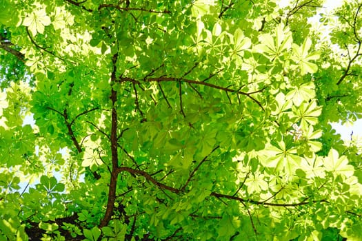 Chestnuts Tree at Spring