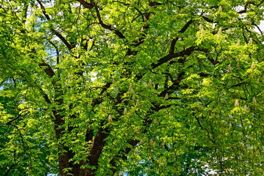 Chestnuts Tree at Spring