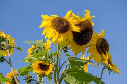 Close up of a Sunflowers