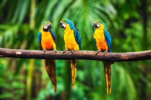 Blue-and-Yellow Macaw (Ara ararauna), also known as the Blue-and-Gold Macaw