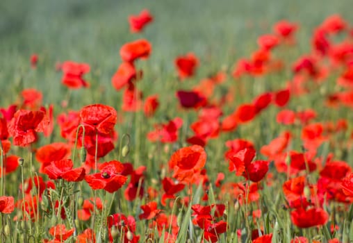 wild poppy flowers - close up