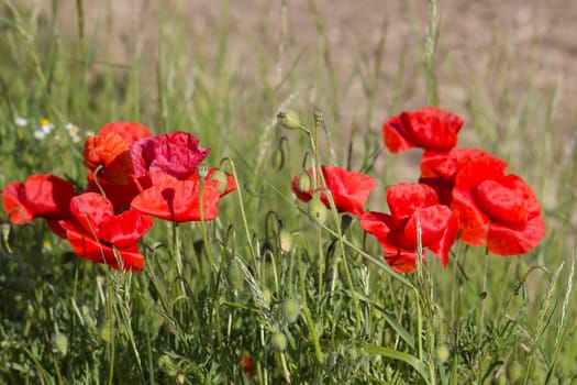 wild poppy flowers - close up