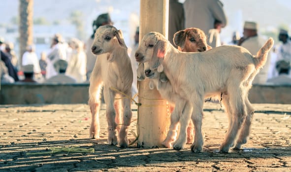 Young goats on display at goat market in Nizwa, Oman