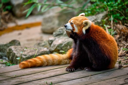 Red panda in Chengdu, Sichuan China