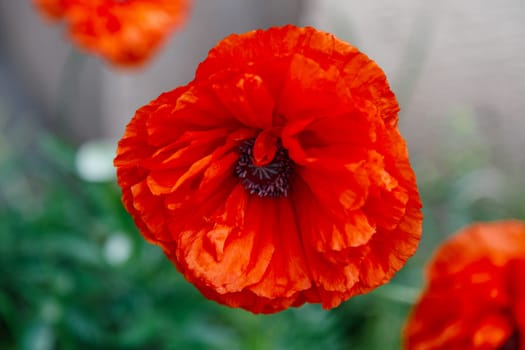 Red poppy flowers in a flowerbed close-up, decorative grade