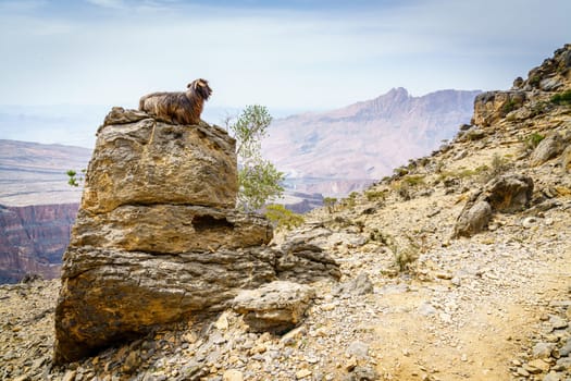Arabian tahr or mountain goat resting on a rock at Jebel Shams in Oman