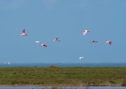 Flight of Egrets and Spoonbills over the Gulf Coast in the Aranasas National Wildlife Refuge in Texas