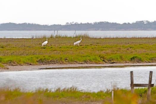 Breeding Pair of Whooping Cranes Feeding in a Wetland in Aransas National Wildlife Refuge in Texas