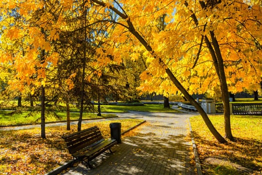 Autumn  colors - fall in park with yellow leaves foliage trees