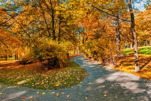 Autumn colors - fall in park with yellow leaves foliage trees